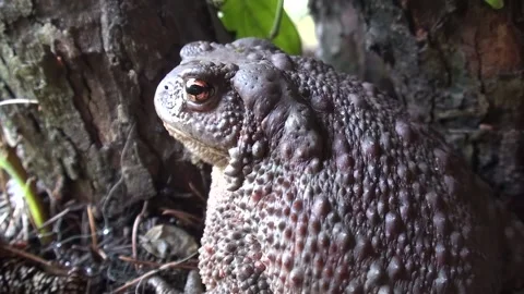 Frog big Bufo bufo Stock Footage 162608998