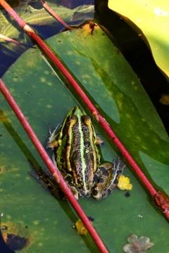 Frog on a big green leaf. Stock Photos