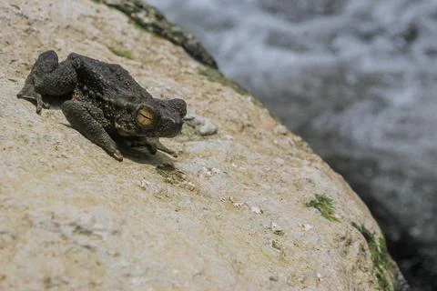 Frog on a big rock Stock Photos