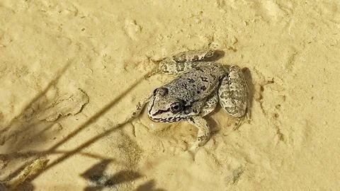 Frog Blending into Muddy Sand Stock Photos