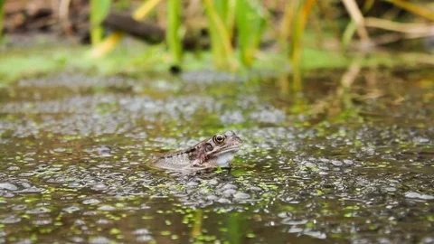 A Frog Blinking in a Pond with Frog's Spawn, Enniskerry, County Wicklow Stock Footage 123378773