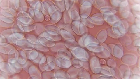 Frog blood under a microscope. Red blood cells have an oval shape and a nuc.. Stock Photos