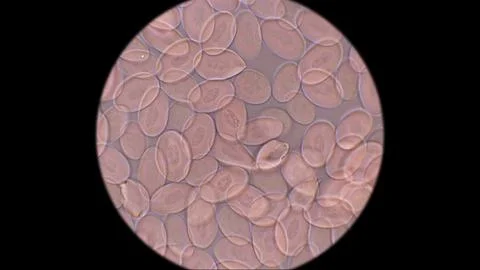 Frog blood under a microscope. Red blood cells have an oval shape and a nuc.. Stock Photos