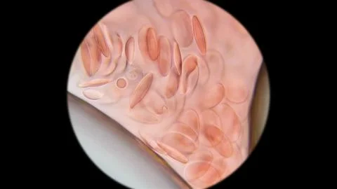 Frog blood under a microscope. Red blood cells have an oval shape and a nuc.. Stock Photos