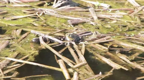 Frog blowing bubbles Stock Footage 50492026