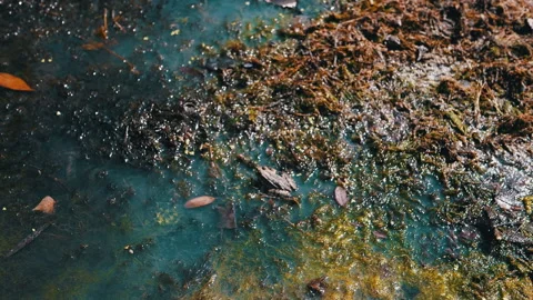 Frog in Blue Swamp Stock Footage 293185277