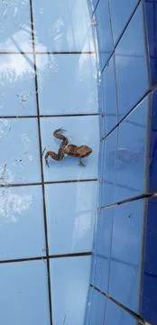 Frog on blue tile surface Stock Photos