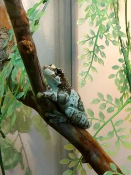 Frog on branch Stock Photos