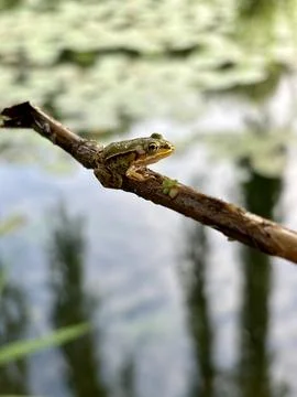 Frog on a branch Stock Photos