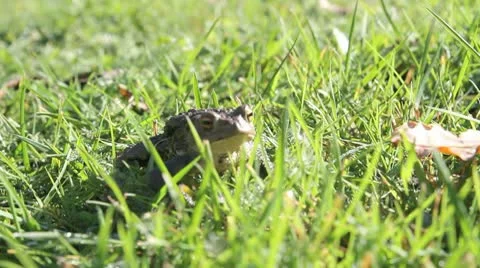 Frog breathing and moving Stock Footage 10599935