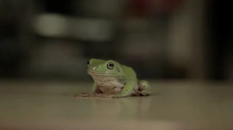 Frog breathing 動画素材 33806260