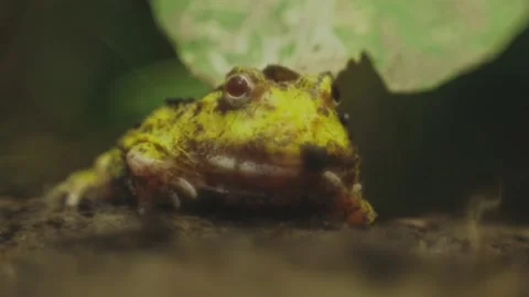Frog Breathing Stock Footage 206079863