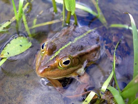 Frog in the brook Stock Photos