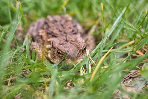 Frog - brown toad hidden in the grass Stock Photos