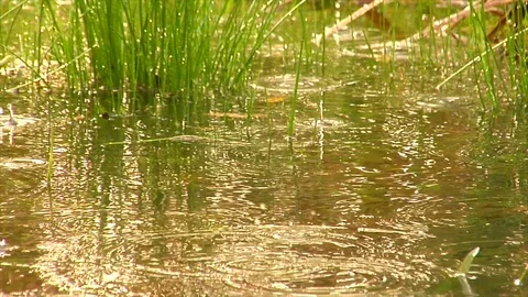 Frog Bubbles Stock Footage 105067589
