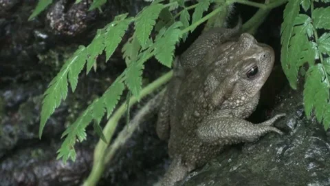 Frog Bufo bufo Stock Footage 162608991