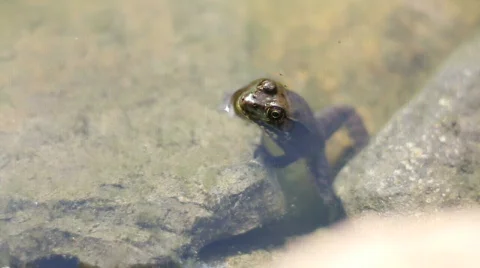Frog with Bugs Flying Around HD Video stock 841238