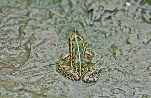 Frog Bullfrog mud puddle algae close up copy space Stock Photos