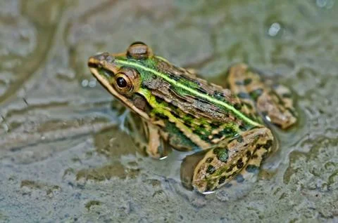 Frog Bullfrog puddle algae close up copy space Stock Photos