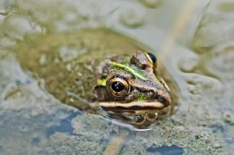 Frog Bullfrog puddle green algae closeup copy space Stock Photos