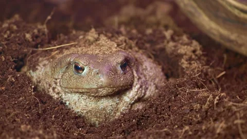 Frog burrowed in soil during day at nature reserve Stock Footage 345188060