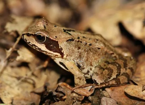 Frog Camouflage Stock Photos