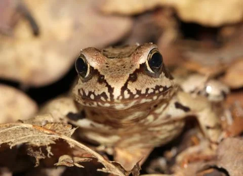 Frog Camouflage Stock Photos