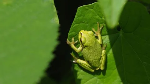 Frog in camouflage Stock Photos