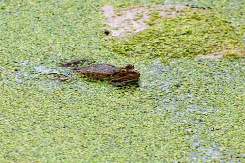 Frog camouflaged in green algae and floating plants Stock Photos