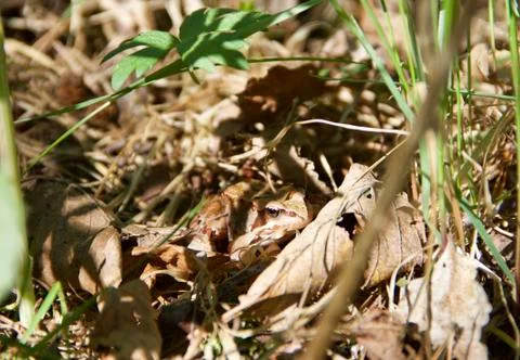 Frog camouflages. Stock Photos