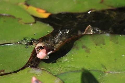 Frog catches a wasp,success Foto stock