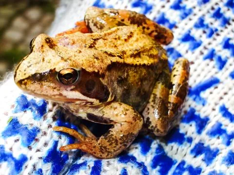 Frog caught in the hands of man. Foto stock