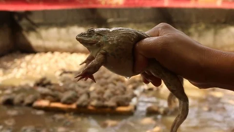 Frog in  cement pond Stock Footage 73712944