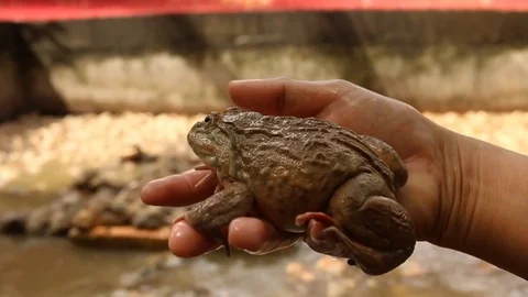 Frog in  cement pond Stock Footage 73713037