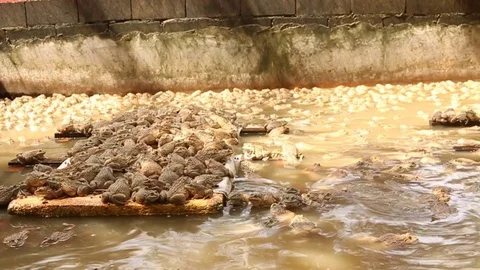 Frog in  cement pond Stock Footage 73713057