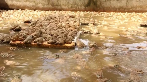 Frog in  cement pond Stock Footage 73713073