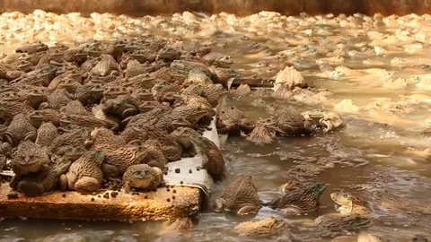 Frog in  cement pond Stock Footage 73713143