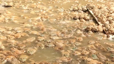 Frog in  cement pond Stock Footage 73713151