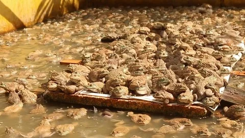 Frog in  cement pond Stock Footage 73713284