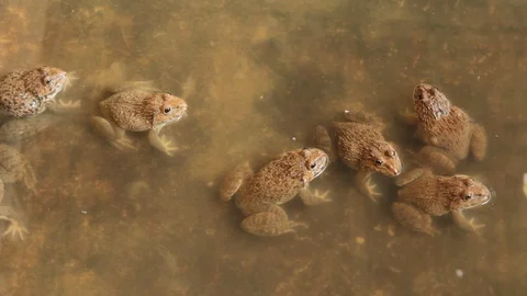 Frog in a cement pond. Stock Footage 97373599
