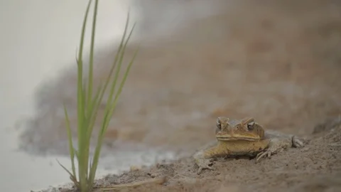 Frog chilling at the beach 스톡 동영상 123008151