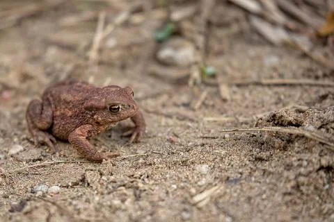 Frog in a clearing Stock Photos