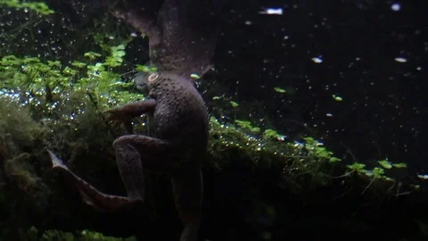 Frog clinging to log view from below night Stock Footage 79309389