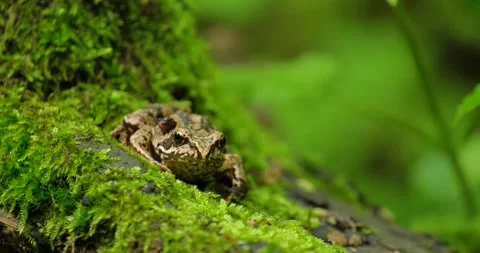 Frog close up Stock Footage 165830677