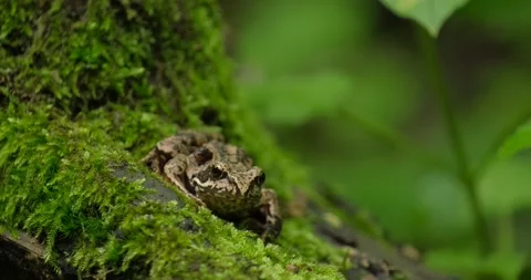 Frog close up Stock Footage 165830768