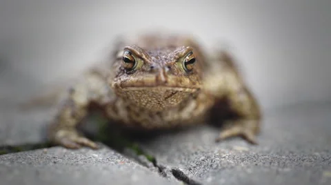 Frog Close Up Macro Stock Footage 62276443