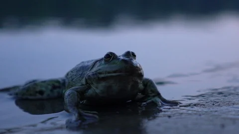 Frog close up in the pond Stock Footage 113187323