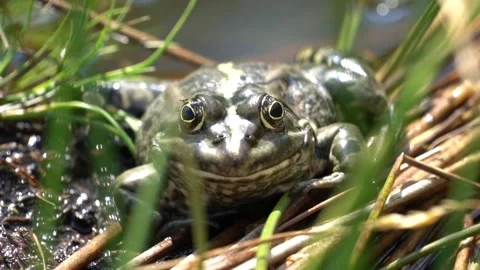 Frog close up view Stock Footage 274414789