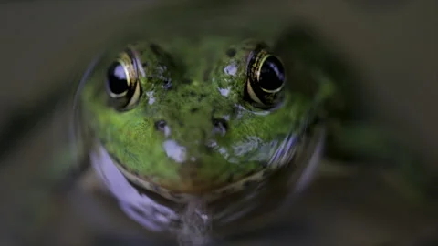 FROG CLOSE UP IN WATER big bright frog eyes macro close up.  Stock Footage 155602028
