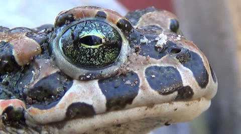 Frog. Closeup. Closeup of frog. Shallow depth of field. Eye in sharp focus 動画素材 62204108